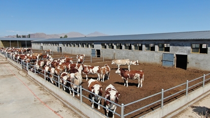 临泽县人民政府-智慧牧谷肉牛养殖场项目建设有序推进
