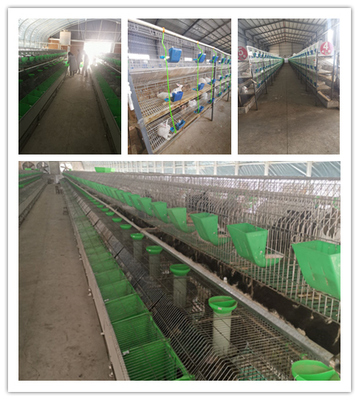 辽宁省鞍山市本地的种兔养殖场