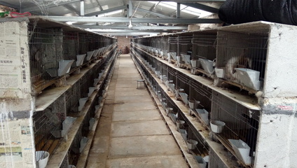 肉兔野兔养殖新标杆,利嘉兔业养殖基地
